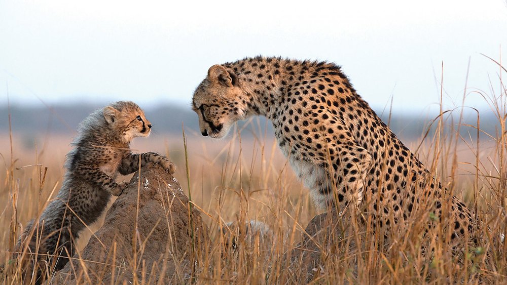 The Best Places To See Cheetahs In Africa