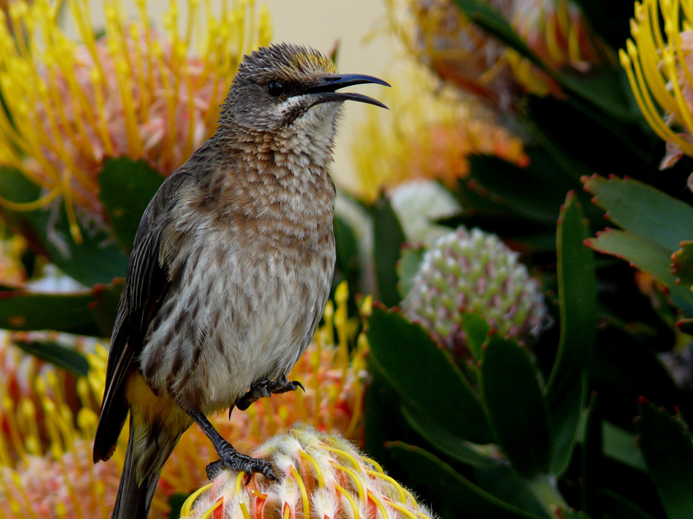 Grootbos - A Natural Wonderland