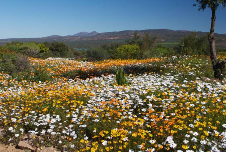 A Short Guide To The Wildflowers Of South Africa